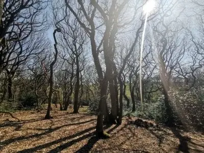Countryside Stroll at Moddershall Oaks